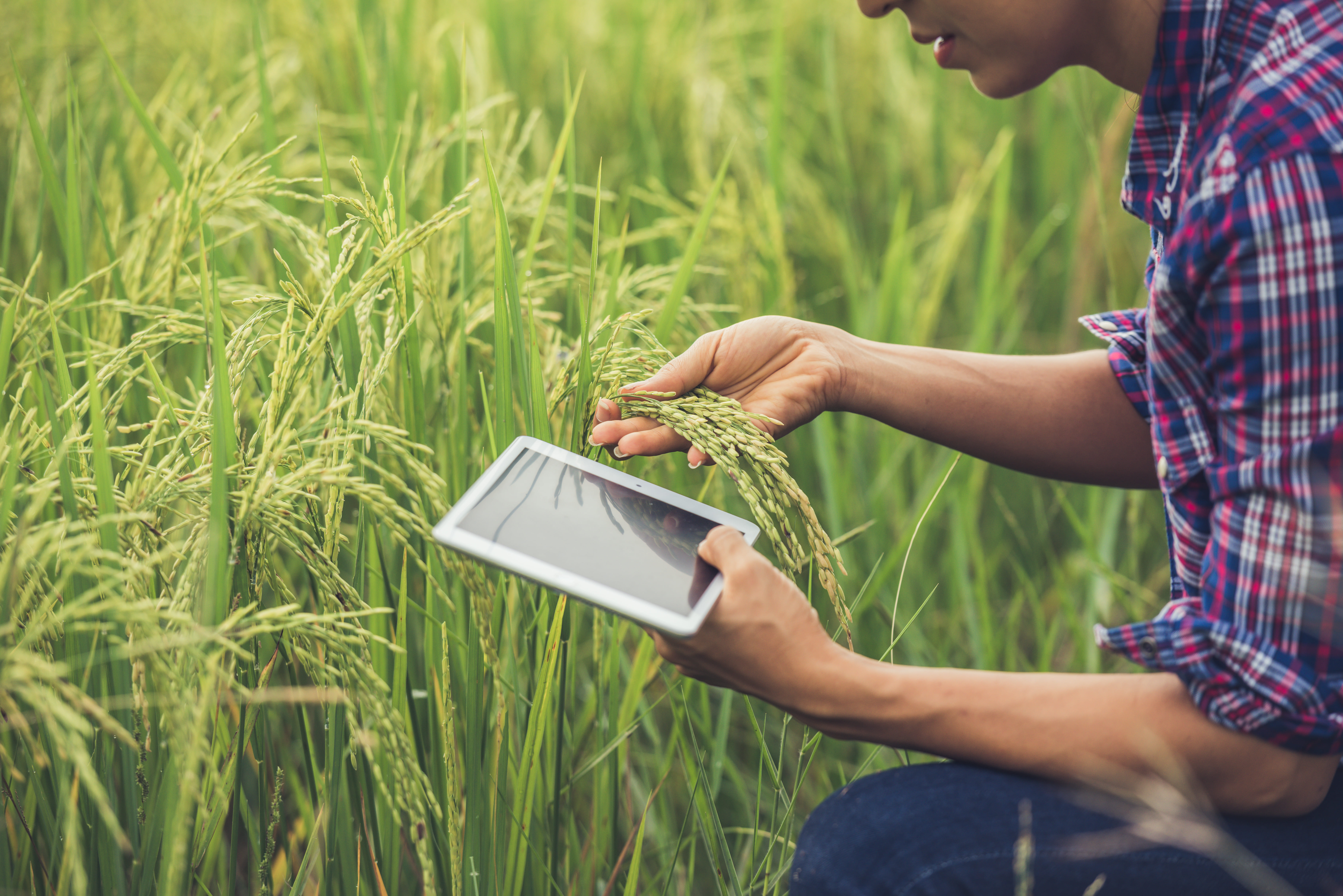 Agricultura 4.0: Transformación Digital en el Campo