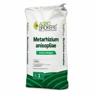 Metarhizium anisopliae