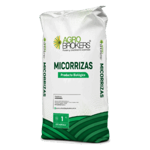 Micorrizas